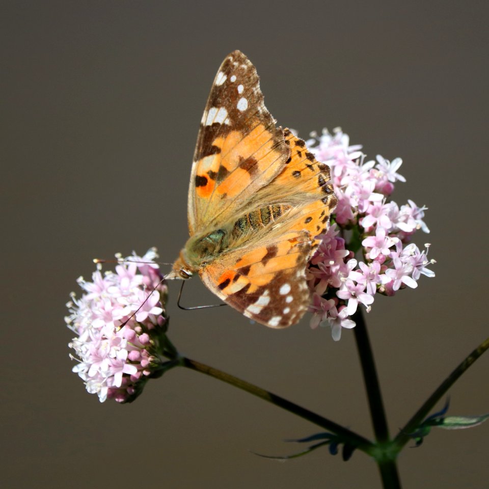 Painted Lady