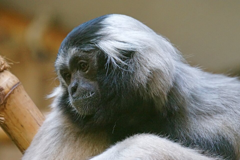 Monkey gibbon boredom