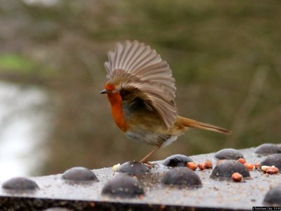 Peanut Flutter. photo