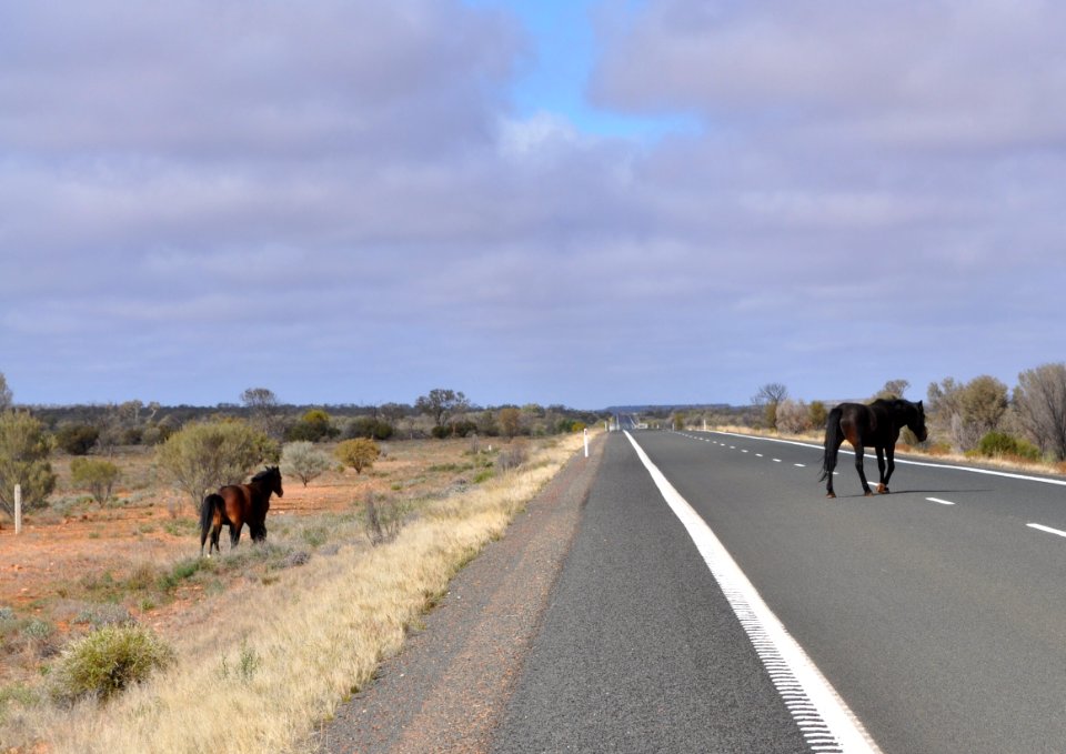 Feral horses
