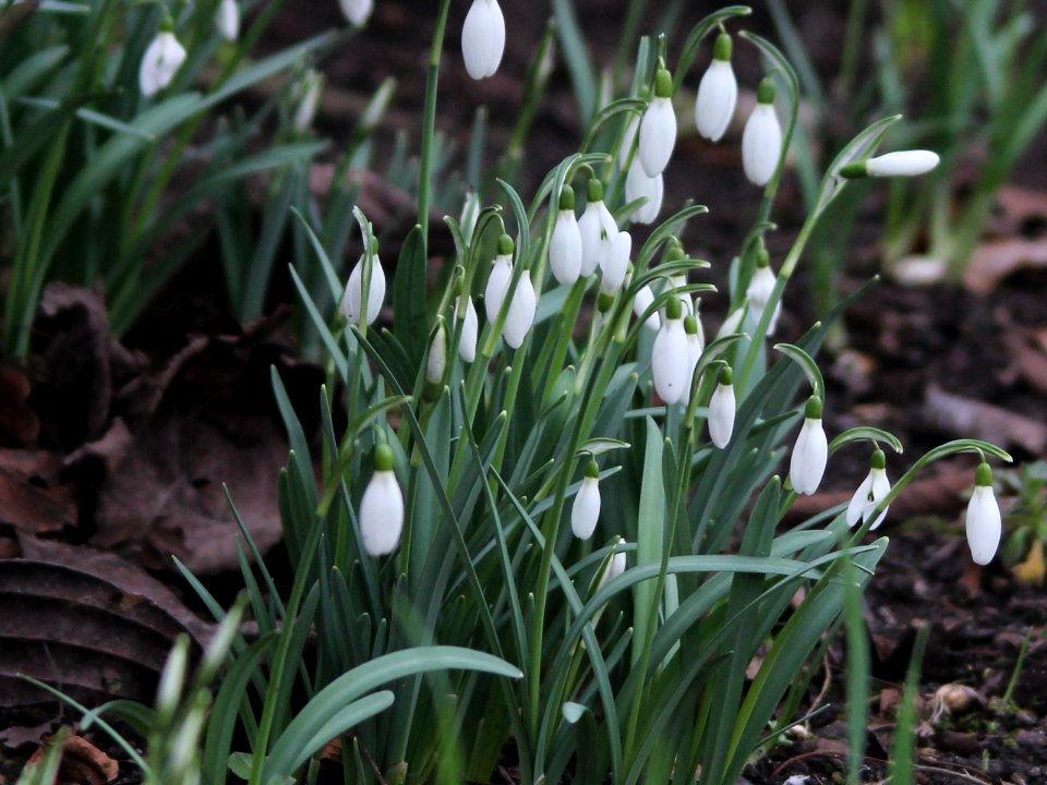 Snowdrops. Explored.