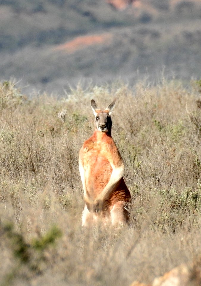Red kangaroo (male)