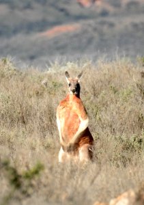 Red kangaroo (male)