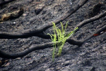 Life from the ashes