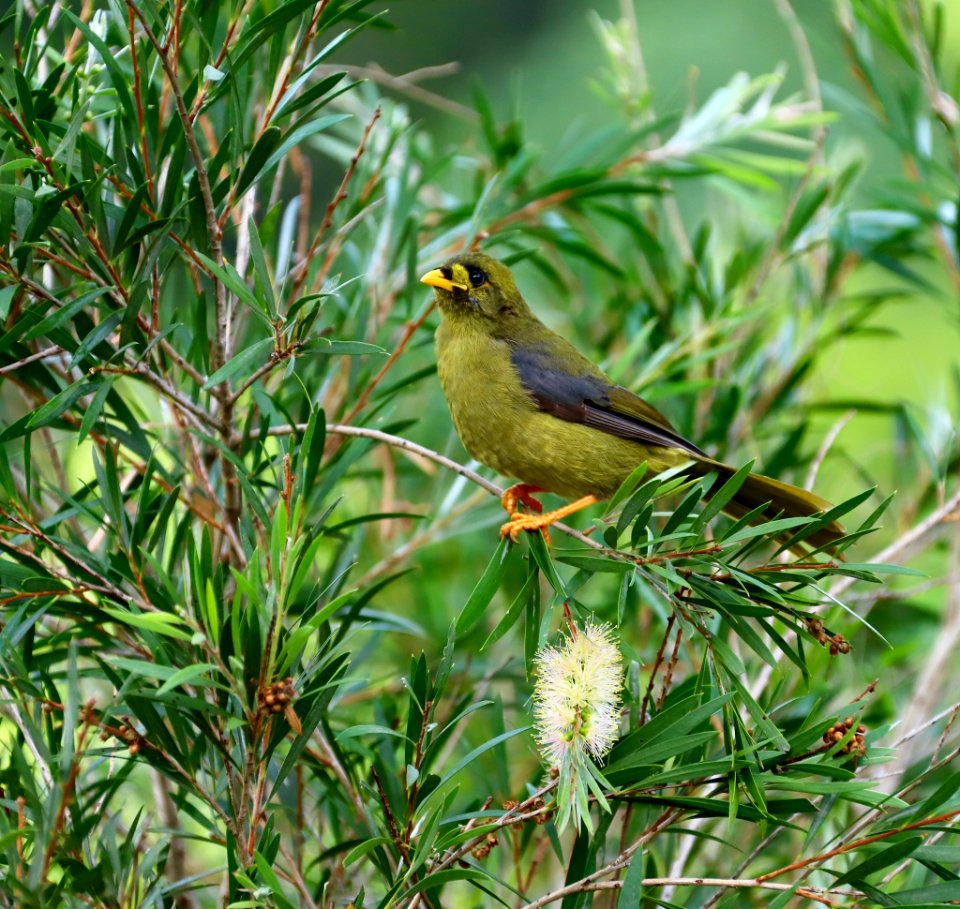 Bell miner