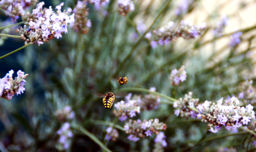 Mirror wasps