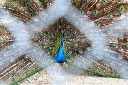 Bird animal nature