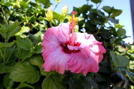 Hibiscus