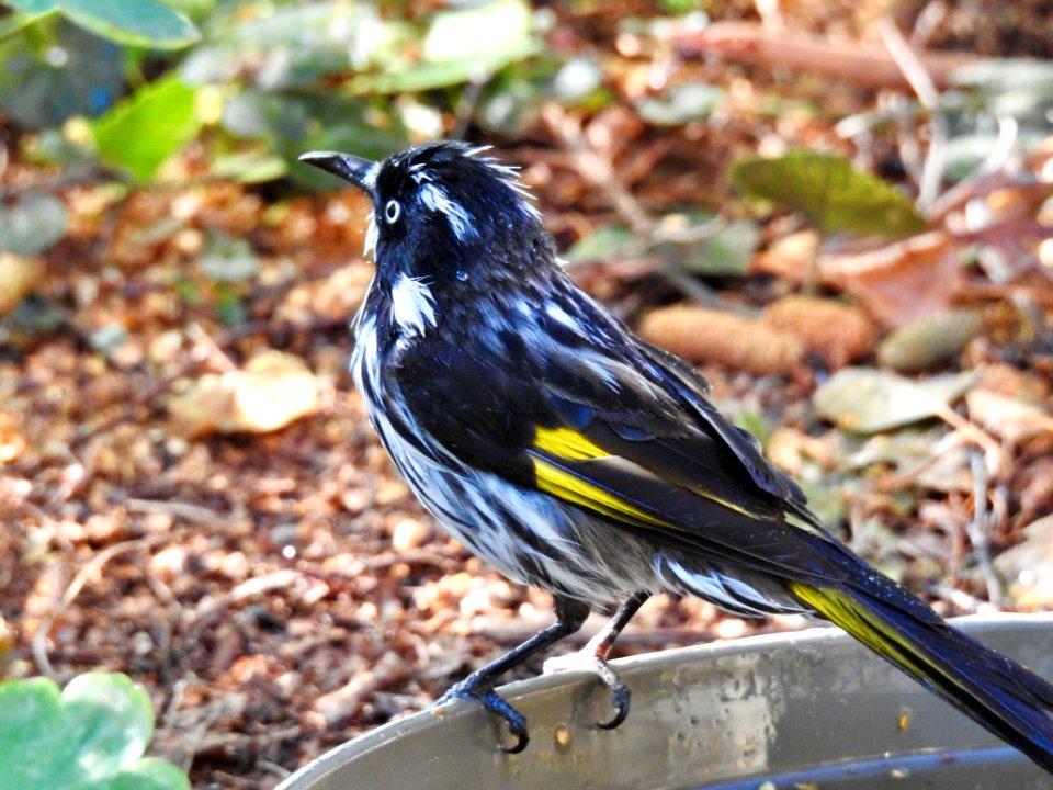 New Holland honeyeater