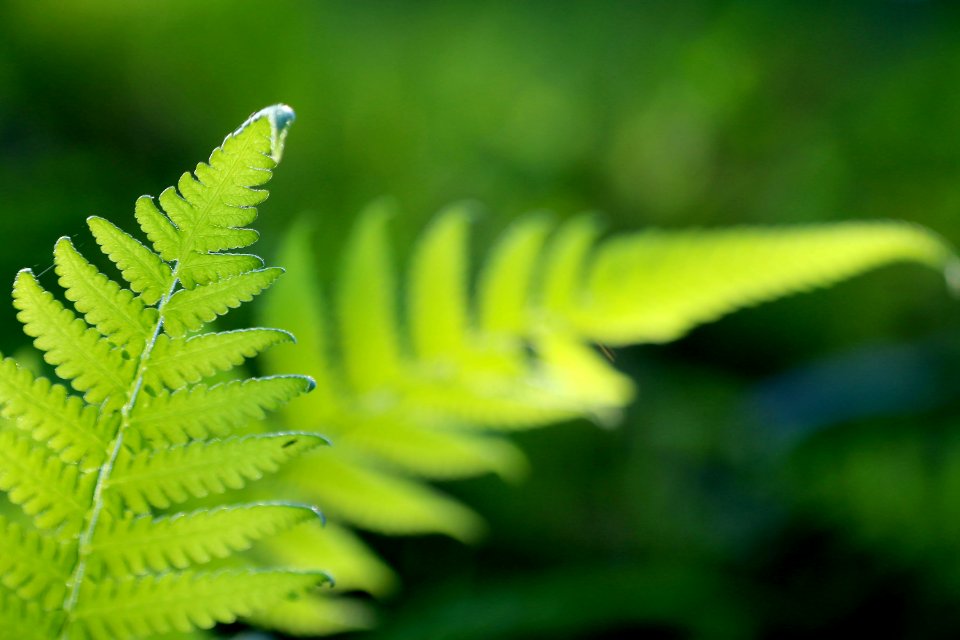Fern
