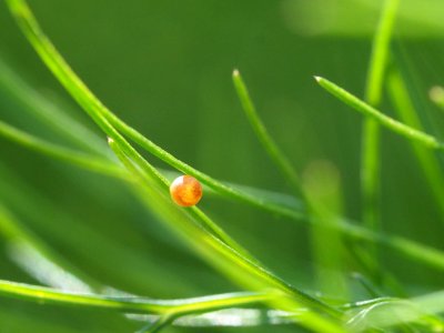 Ei auf Dill. Schwalbenschwanz?