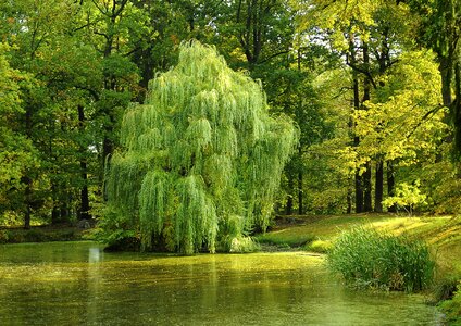 Nature forest surface
