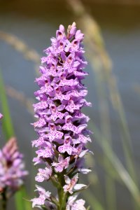 Cheshire Orchid photo