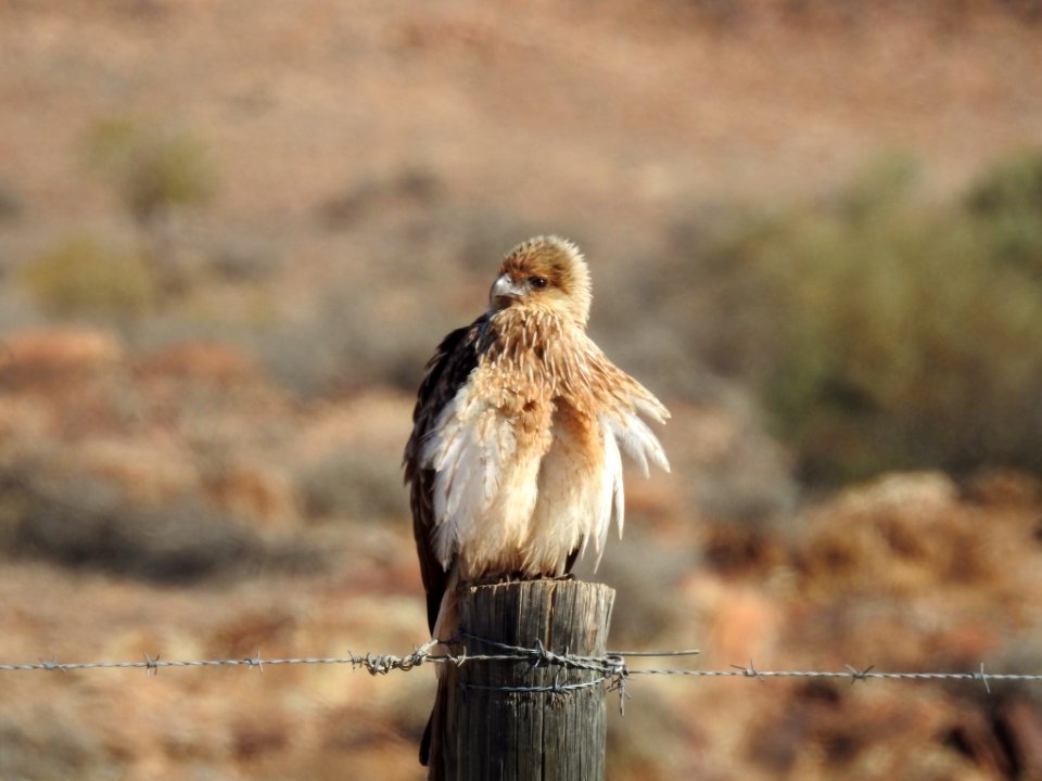 Whistling kite