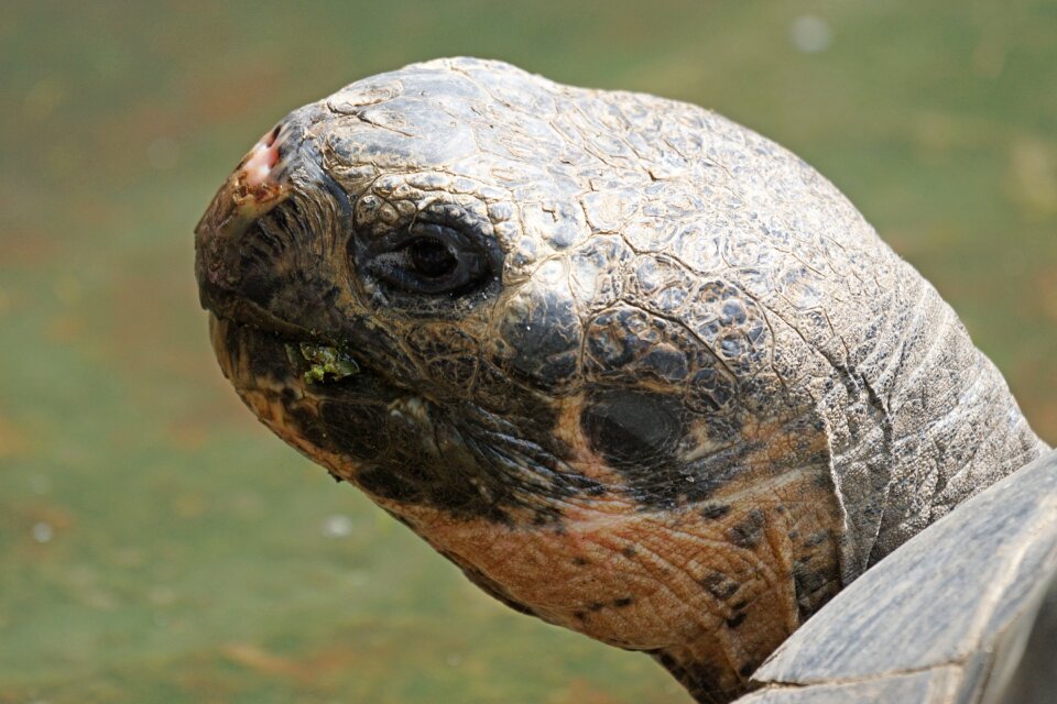 Tortoise galápagos giant tortoise portrait