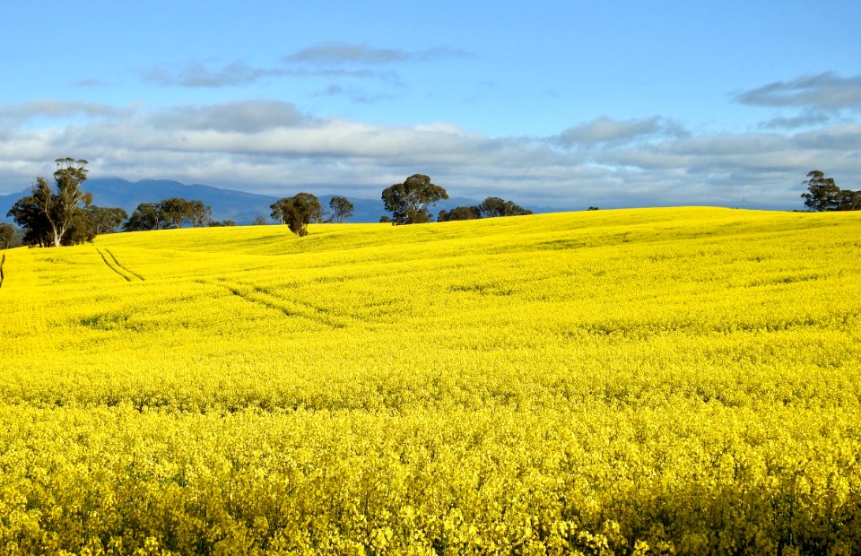 Field of yellow