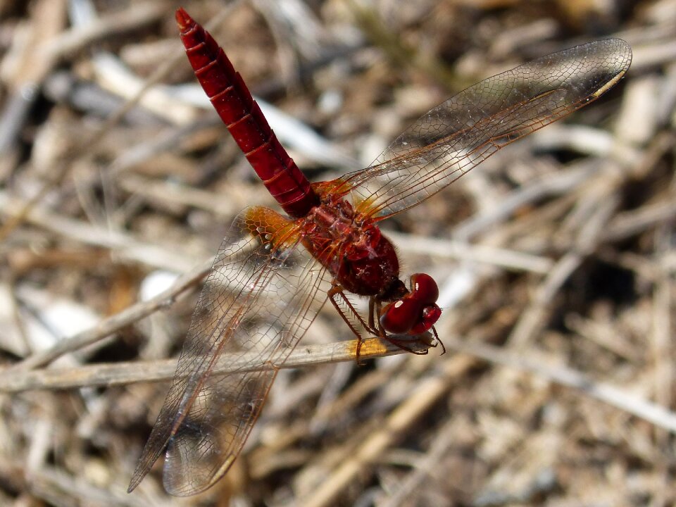 Dragonfly ebro delta insects