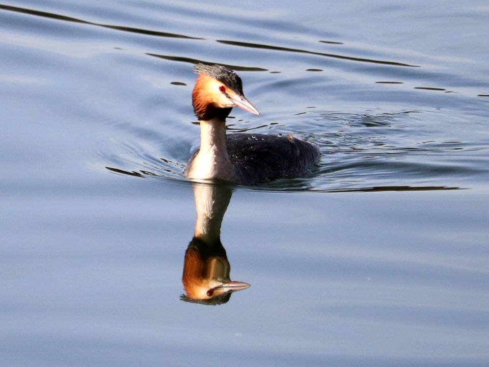 Great Crested Grebe