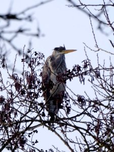 Grey Heron 1 photo