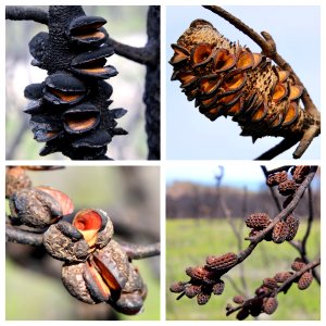 Seed pods after the fires