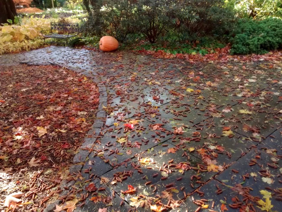 IMG 20151029 110423880