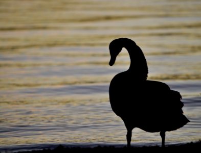 Swan at Lake Burley Griffin