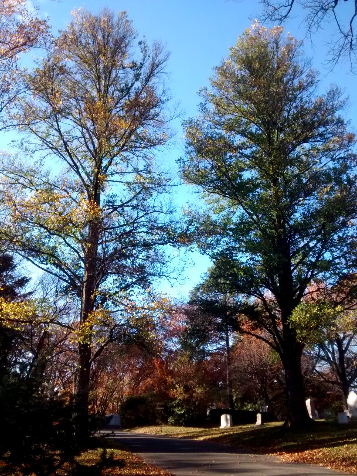 Form U. carpinifolia Mt Auburn