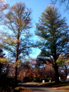 Form U. carpinifolia Mt Auburn