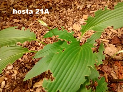 hosta 21A #3 photo