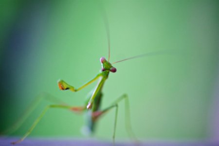 Praying Mantis photo
