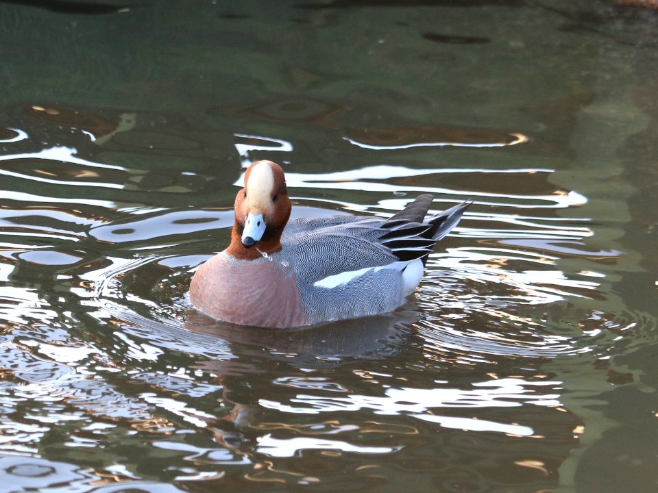 Male Wigeon photo