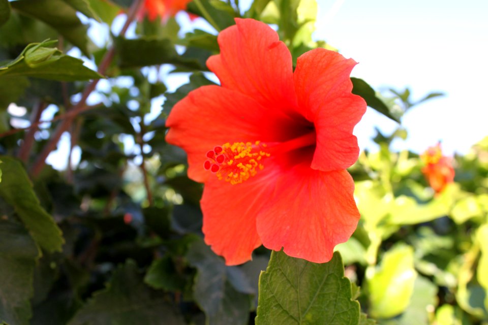 Hibiscu