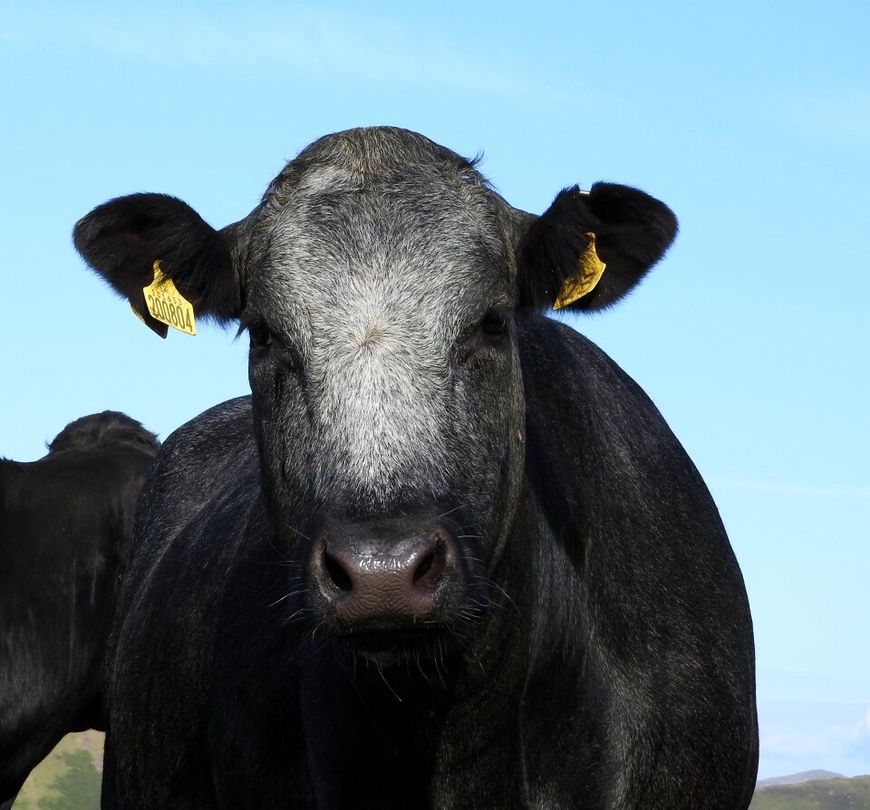 Agriculture portrait face