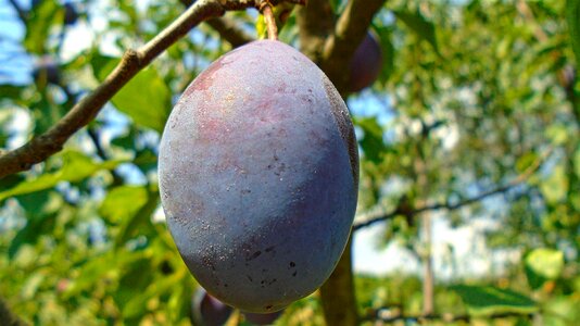 Focus fruit purple