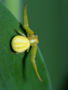 Veränderliche Krabbenspinne photo