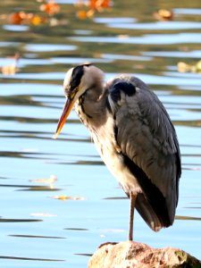 Grey Heron photo