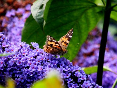 Painted Lady photo