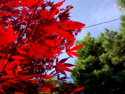 Acer 20 D 02 earlyAug