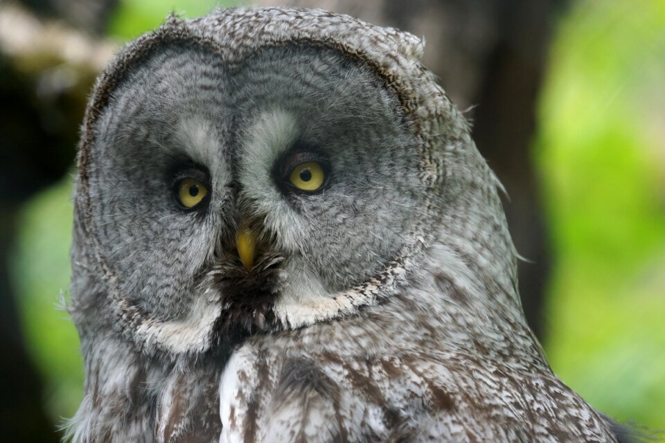 Owl way night active