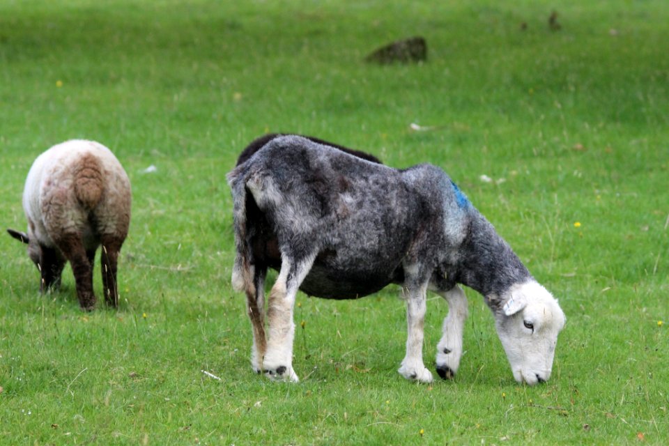 Sheep 5 photo