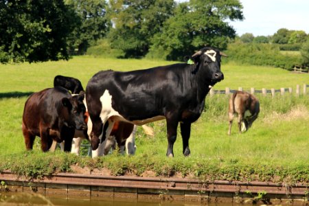 Cheshire Cattle
