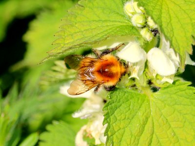 Urtica Bee photo