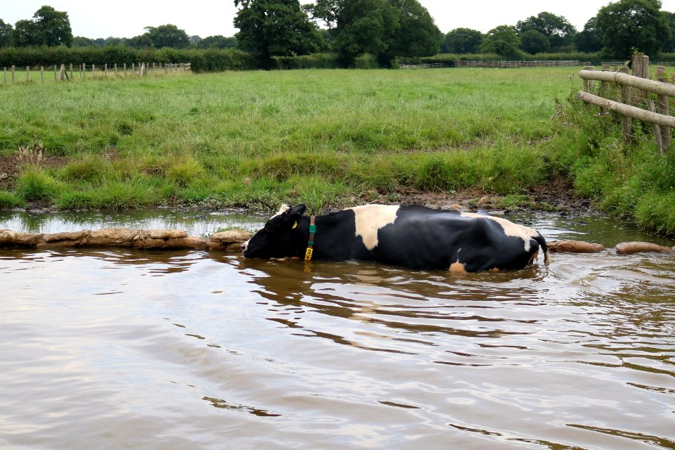 Cow in the cut 01