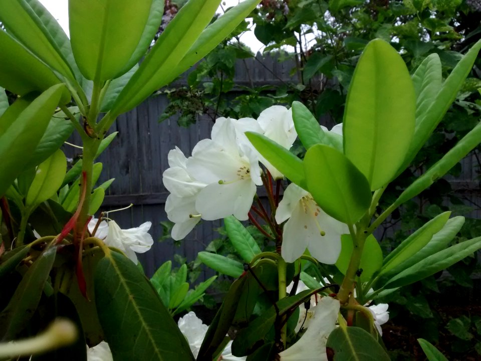 rhodo R46A southwest corner 3