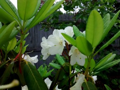 rhodo R46A southwest corner 3