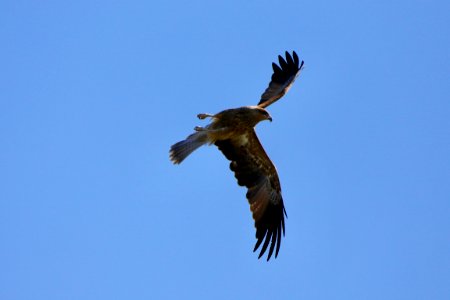 Whistling kite photo