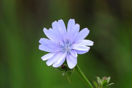 Wild Chicory, cichorium intybus.