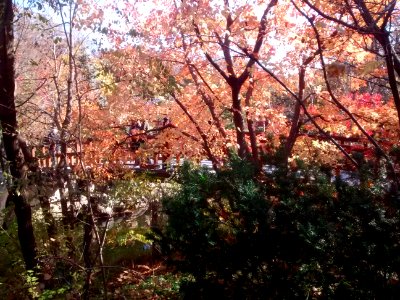 IMG 20151026 104201247