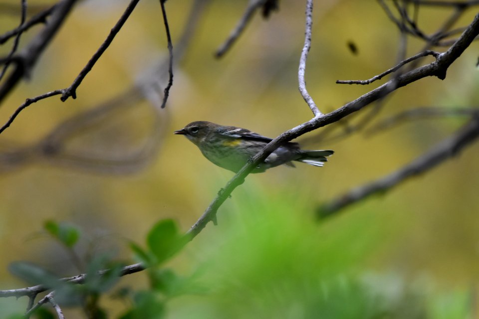 yellow-rumped warbler (myrtle warbler)