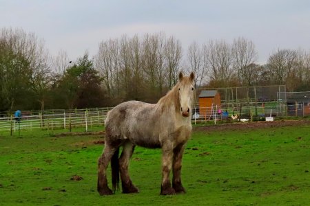 "Will Pose For Hay", Says Grey.